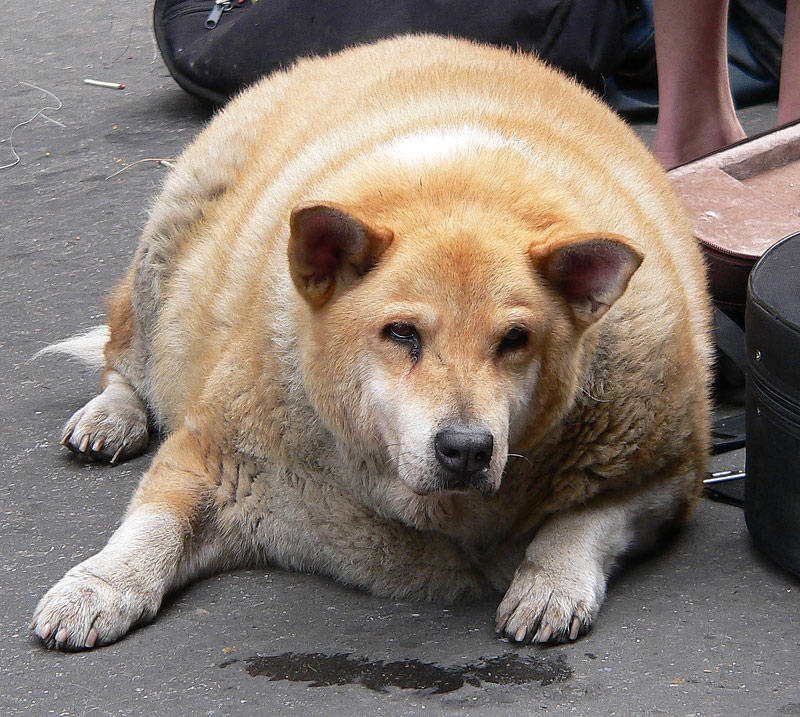 fat-dog-7514812.jpg