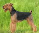 airedale-ivo02.jpg